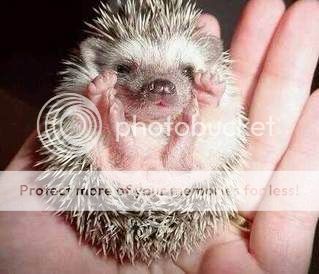 PUI DE ARICI Pictures, Images and Photos