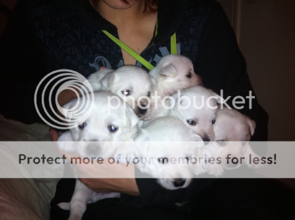 picks of puppies. picks of puppies; picks of puppies. PICKS ADDED 2/10/2011 4 WEEKS; picks of puppies