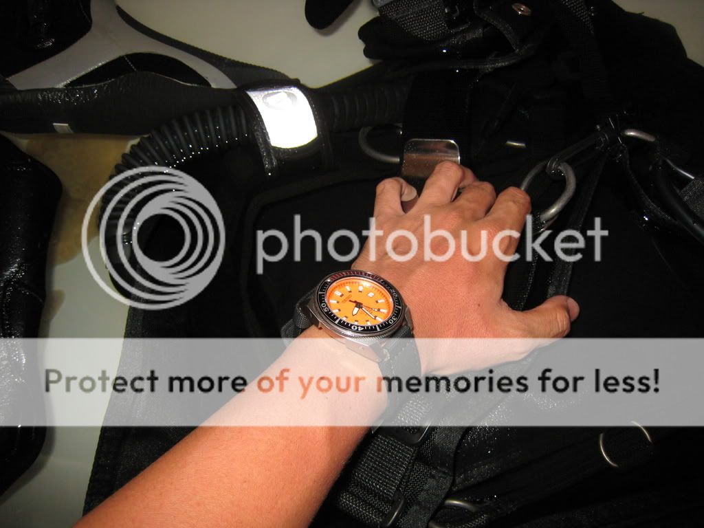 What watches do divers really wear? The Dive Watch Connection