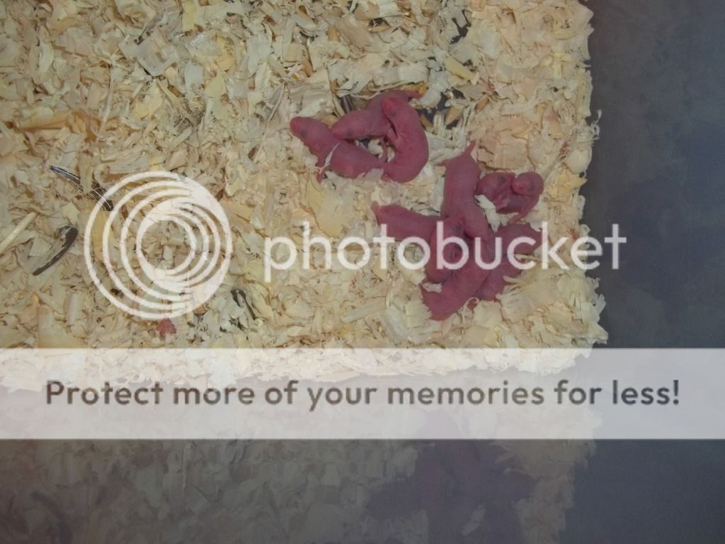 25 FROZEN SMALL PINKY MICE MOUSE PINKIES SNAKE REPTILE BIRD FOOD FEED