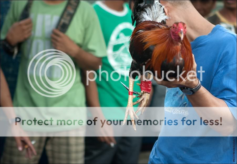 Тупада, или нелегальные петушиные бои Photobucket