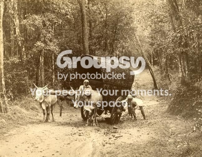 BullockCart1.jpg