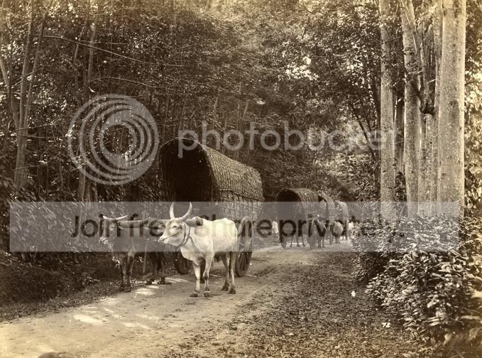 BullockCart2.jpg
