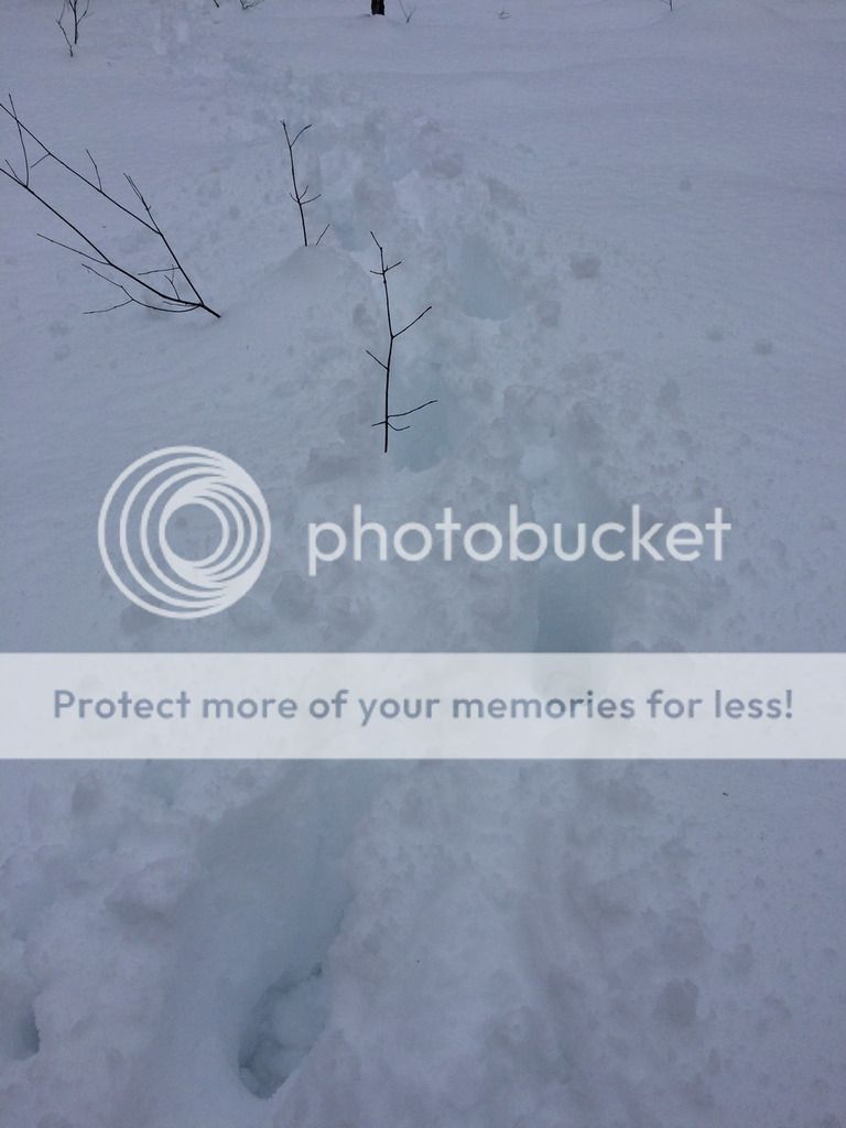 photo IMG_4235_ .jpg